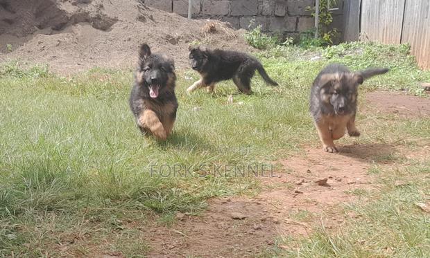 1-3 months Male Purebred German Shepherd