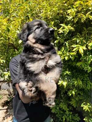 1-3 months Male Purebred German Shepherd