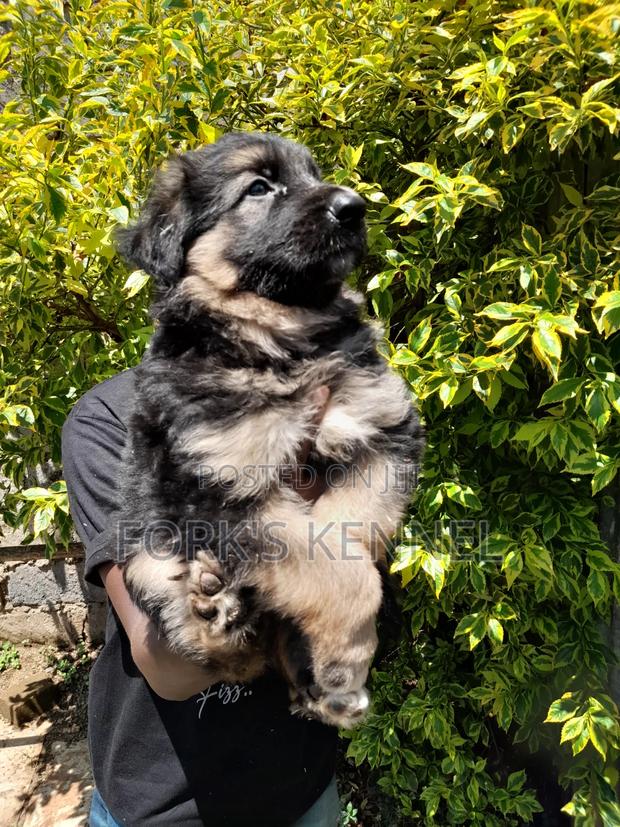 1-3 months Male Purebred German Shepherd