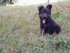 1-3 months Male Purebred German Shepherd