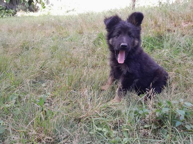 1-3 months Male Purebred German Shepherd