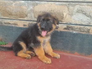 1-3 months Male Purebred German Shepherd