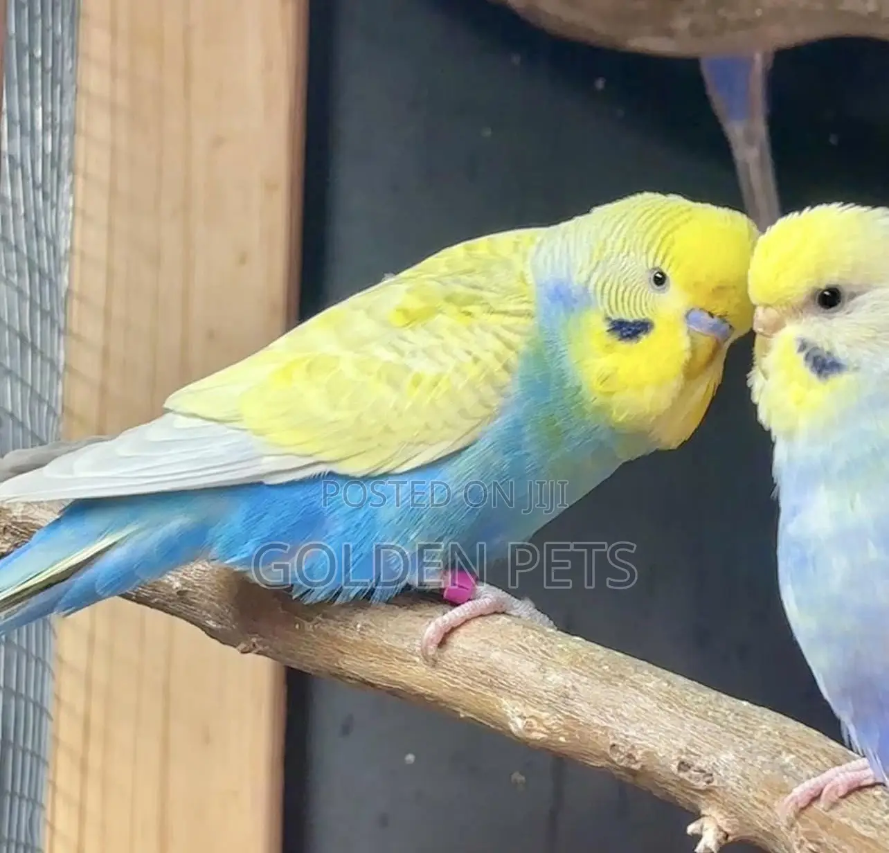 Adult Budgies
