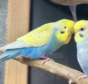 Adult Budgies