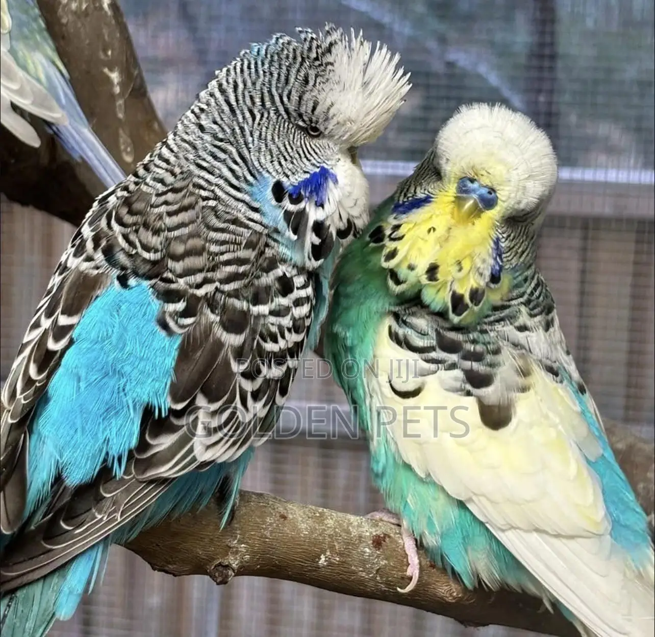 Breeding Pair Budgies