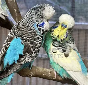 Breeding Pair Budgies