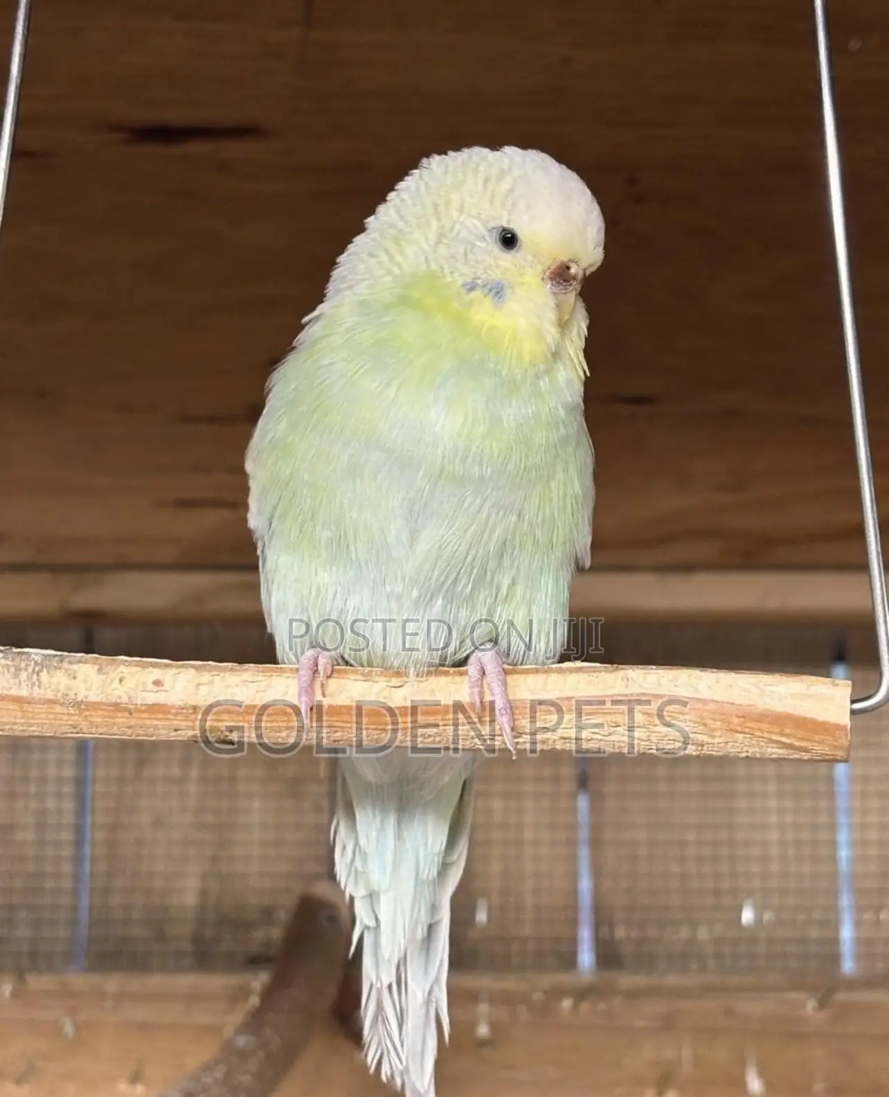 Budgie Nairobi