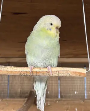 Budgie Nairobi