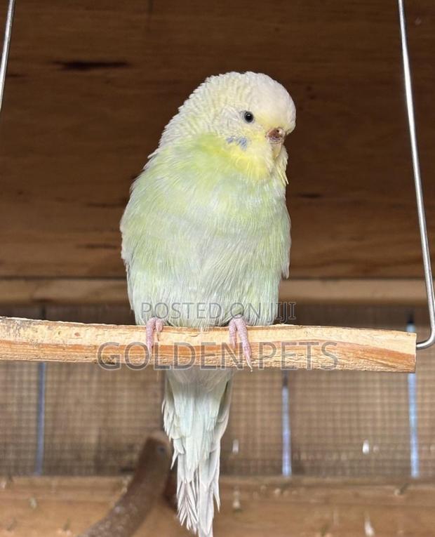 Budgie Nairobi - main view