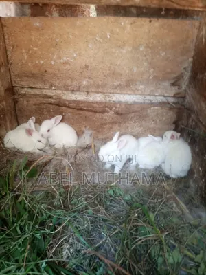 Rabbits for Sale
