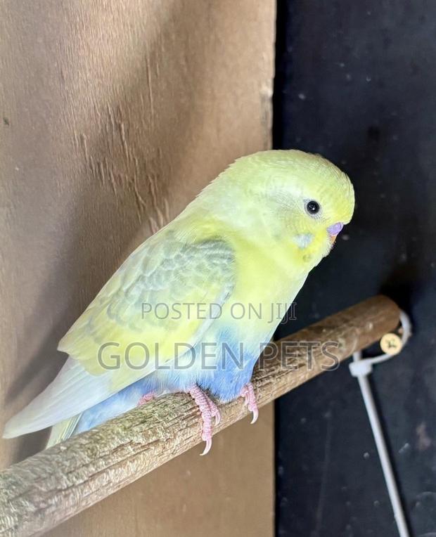 Parakeet Budgie - main view