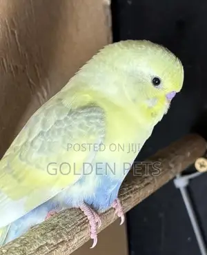 Parakeet Budgies