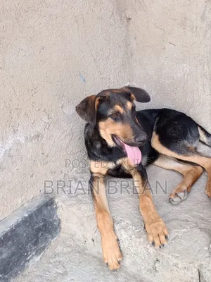 3-6 months Male Mixed Breed Rottweiler