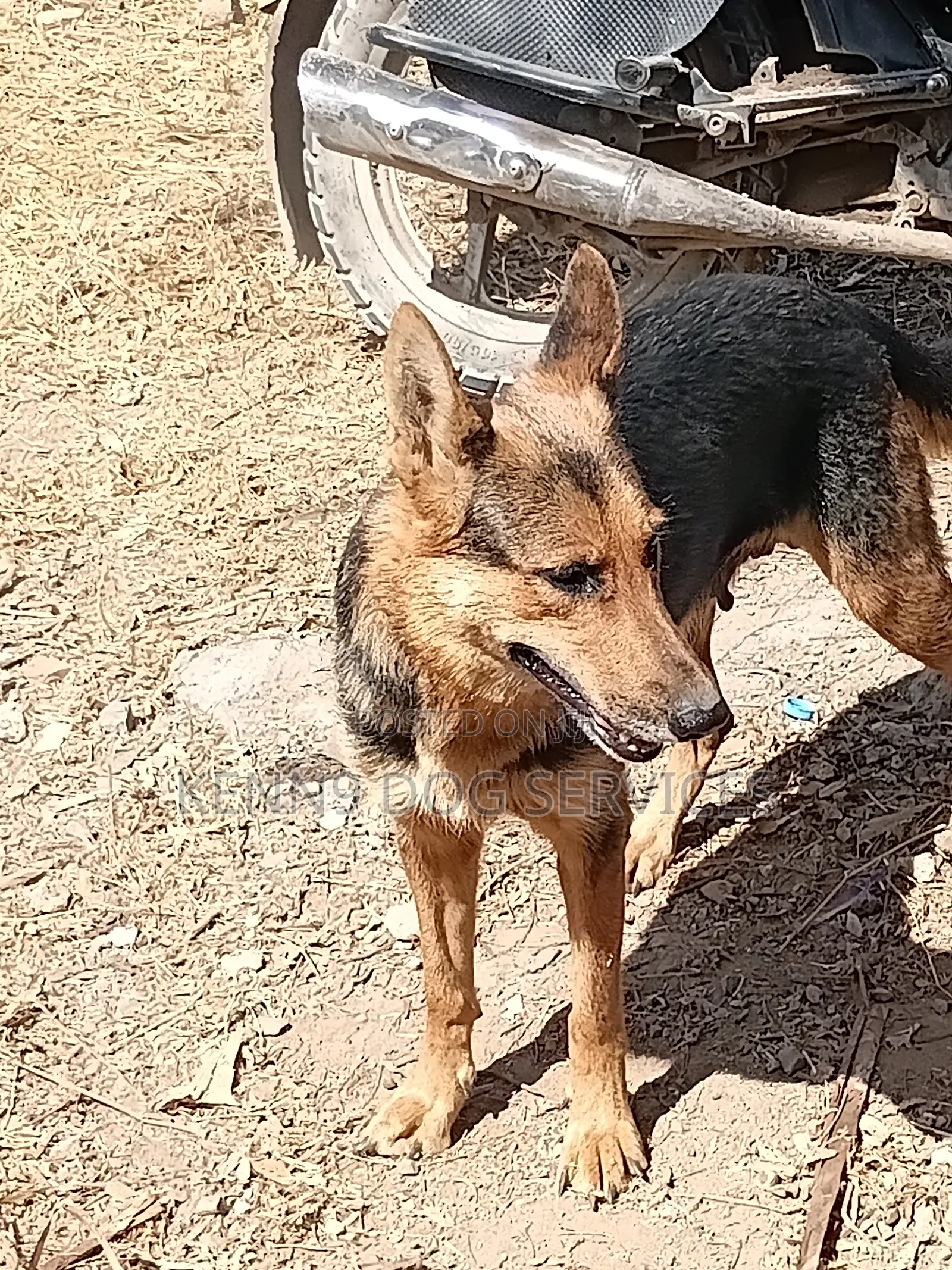 6-12 months Female Purebred German Shepherd