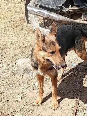 6-12 months Female Purebred German Shepherd