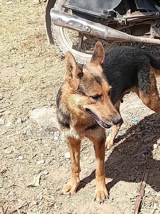 6-12 months Female Purebred German Shepherd