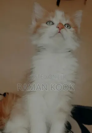 1-3 months Female Purebred Tabby