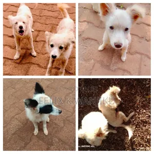 3-6 months Male Purebred Chihuahua