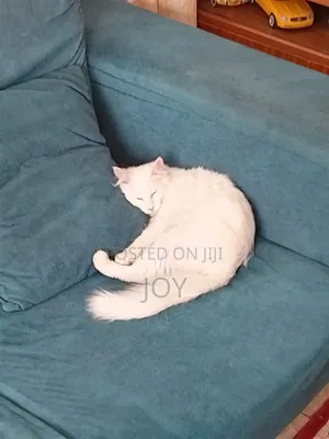 3-6 months Male Mixed Breed Persian