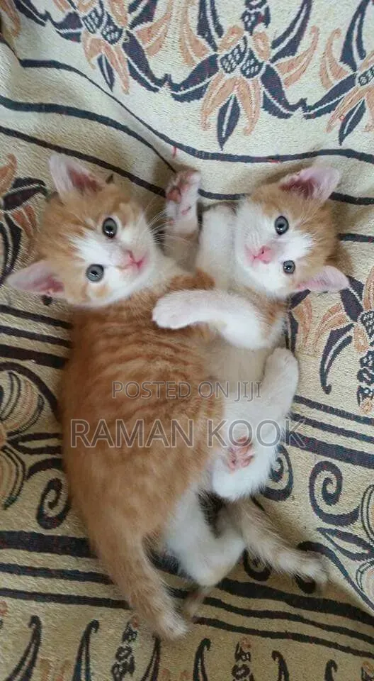1-3 months Male Purebred Tabby