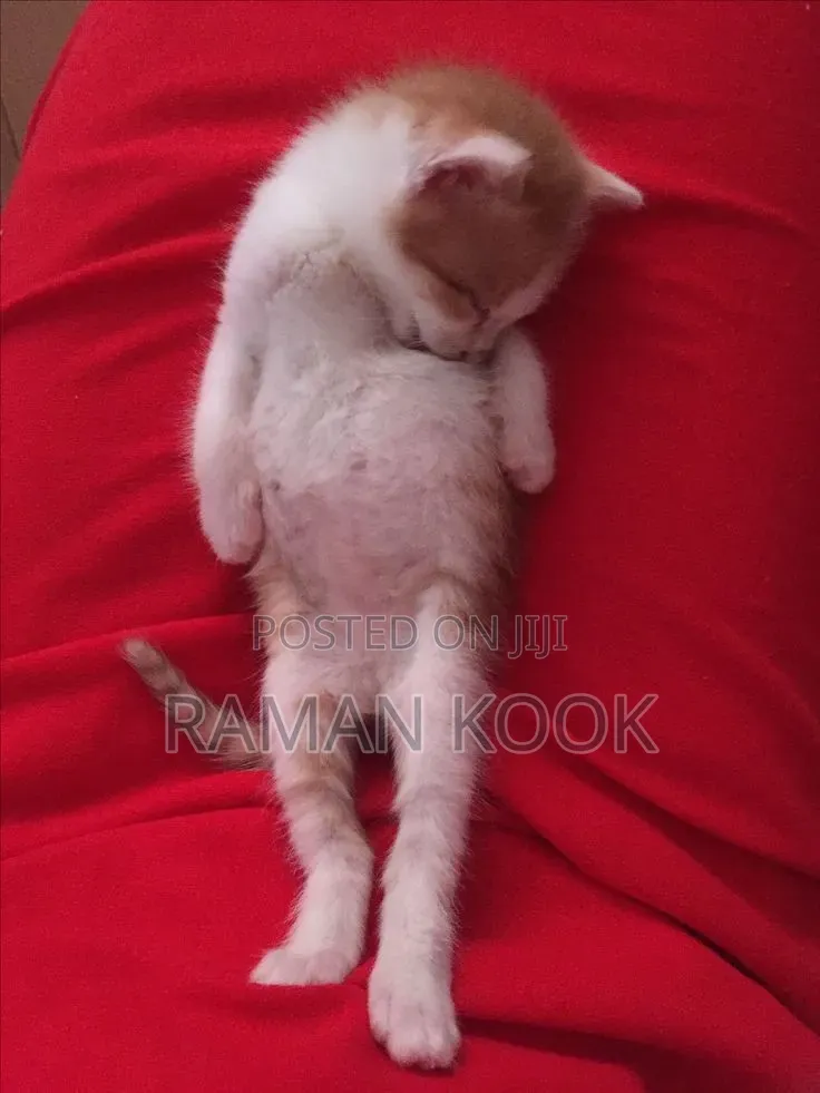 1-3 months Male Purebred Tabby