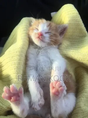 1-3 months Male Purebred Tabby