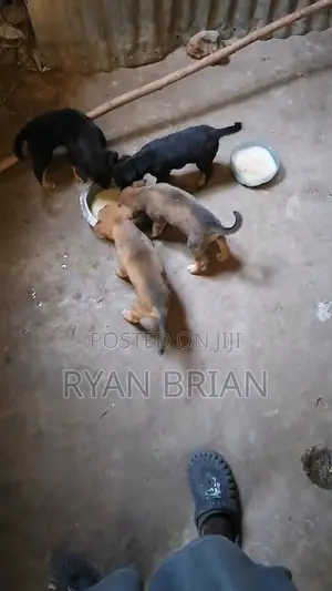 0-1 month Female Mixed Breed German Shepherd