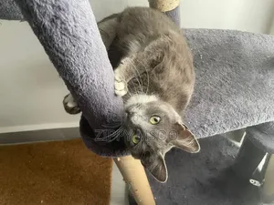 6-12 months Female Purebred Russian Blue