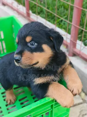 0-1 month Male Purebred Rottweiler