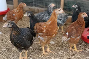 Improved Kienyeji Chicks