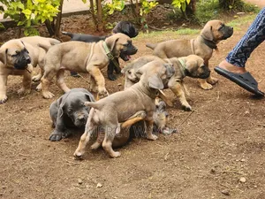 1-3 months Female Purebred Boerboel
