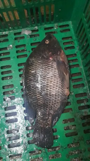 Fresh Tilapia Fish