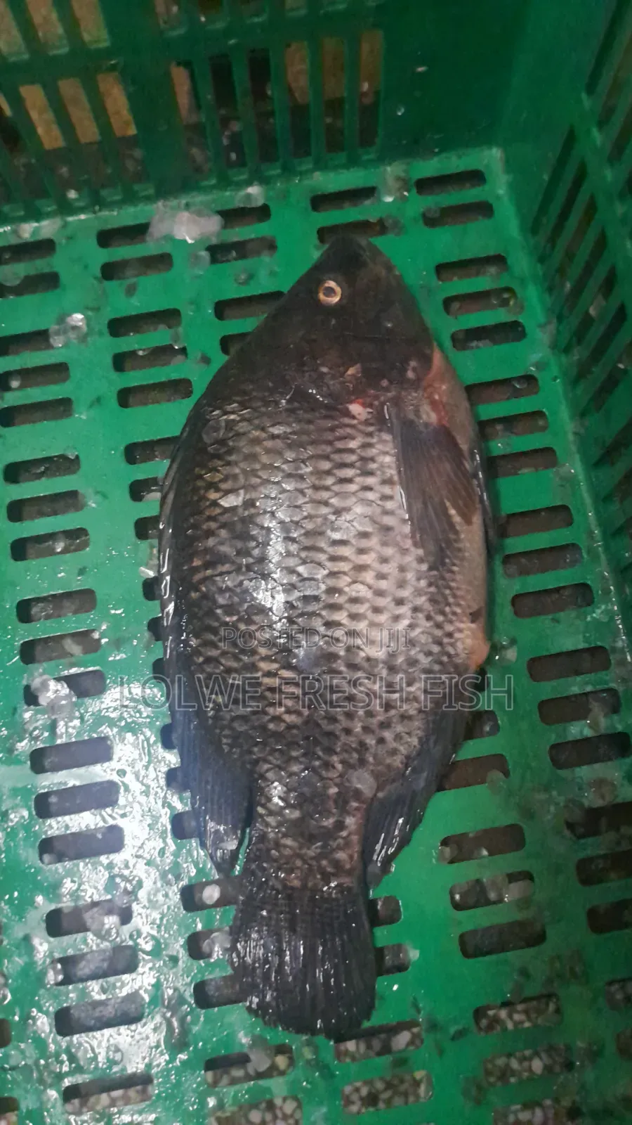 Fresh Tilapia Fish