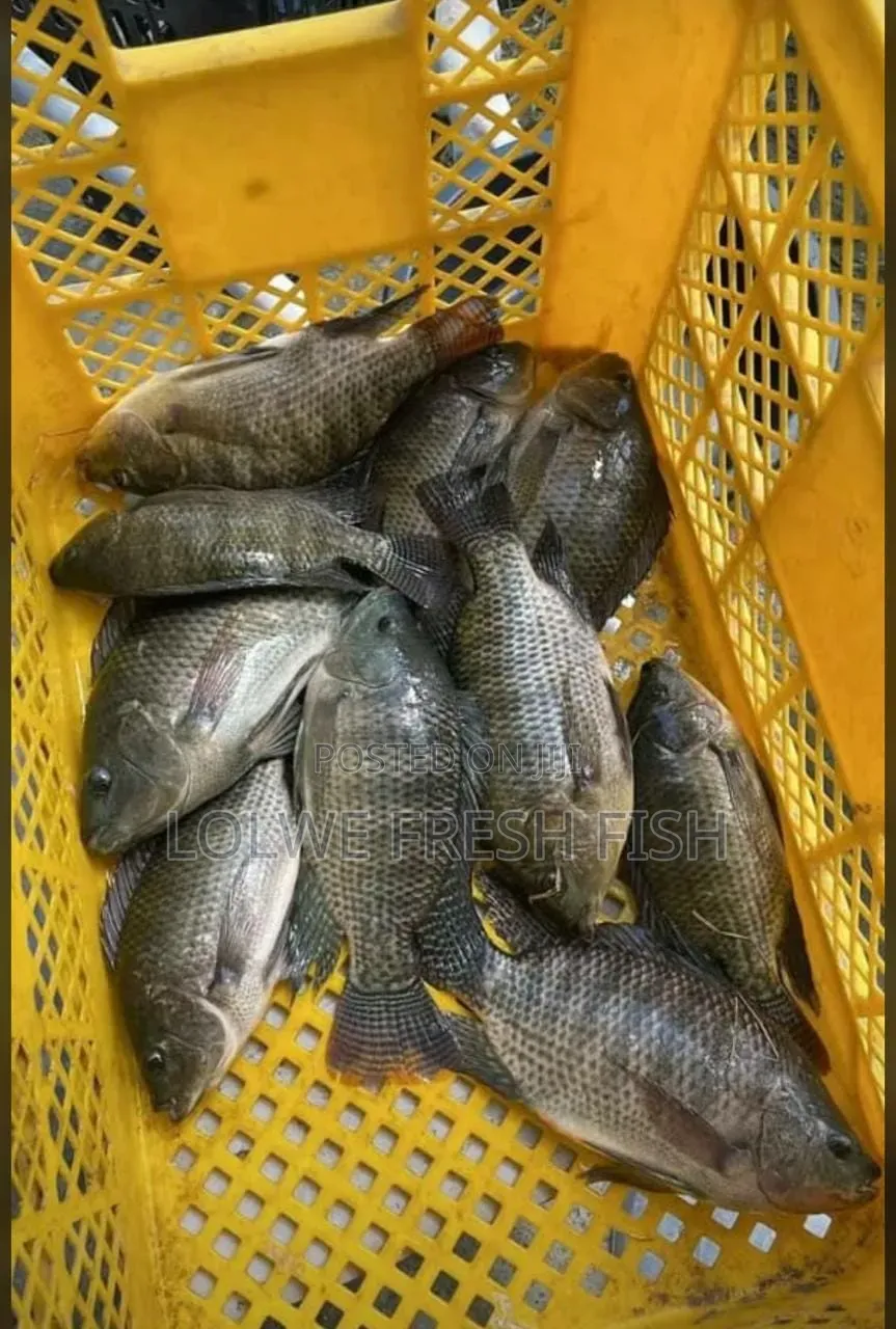 Fresh Tilapia Fish