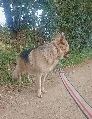 6-12 months Male Purebred German Shepherd
