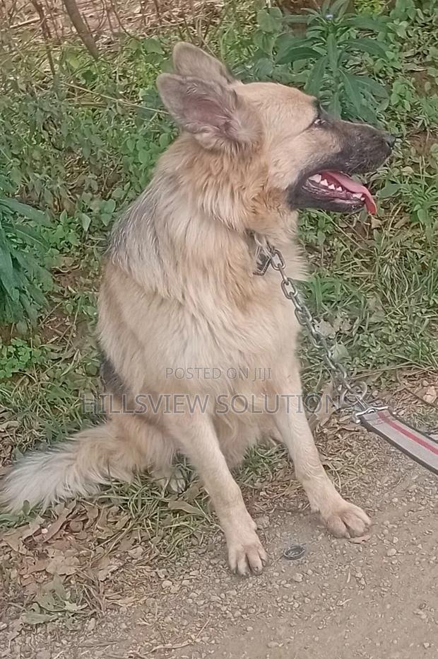 6-12 months Male Purebred German Shepherd - thumbnail 2
