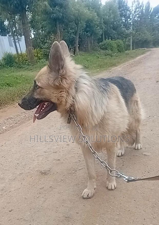 6-12 months Male Purebred German Shepherd - thumbnail 3