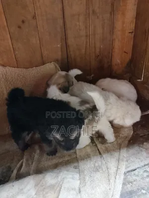 1-3 months Male Purebred Havanese