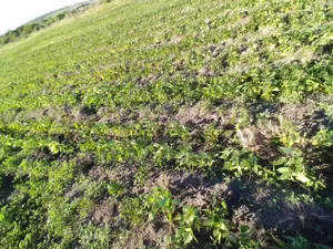 Ngelani Agricultural Land for Sale, Farming 3 Acres Close to River