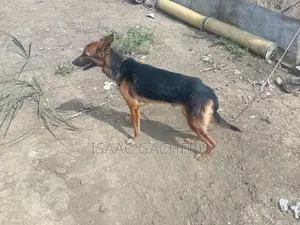 1+ year Male Mixed Breed German Shepherd