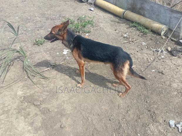 1+ year Male Mixed Breed German Shepherd - main view