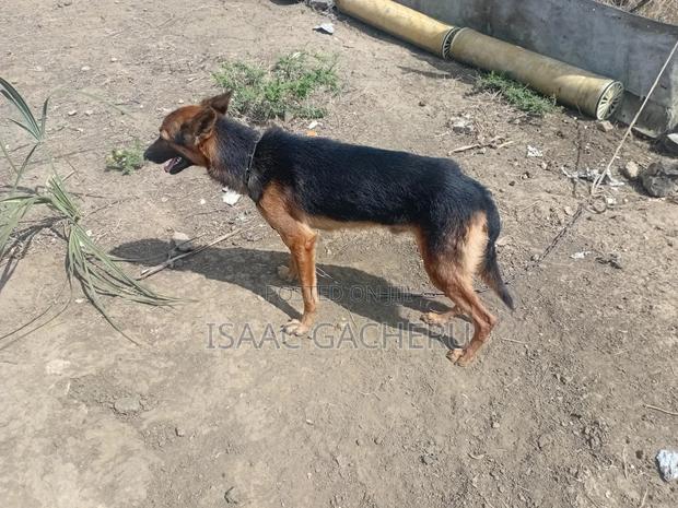 1+ year Male Mixed Breed German Shepherd - thumbnail 2