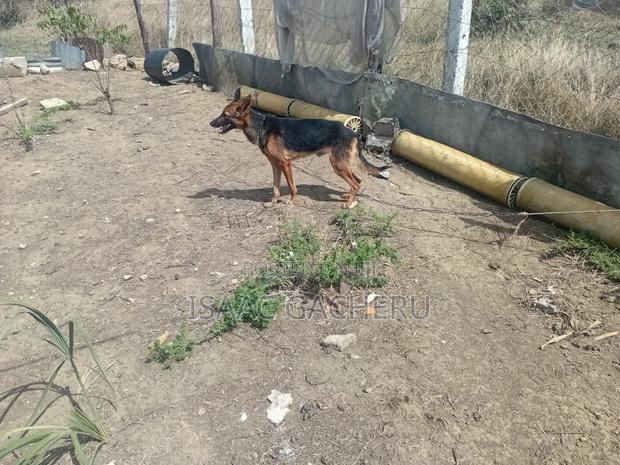 1+ year Male Mixed Breed German Shepherd - thumbnail 3