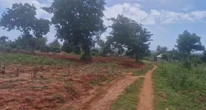 Prime Plots in Bomani Kikambala