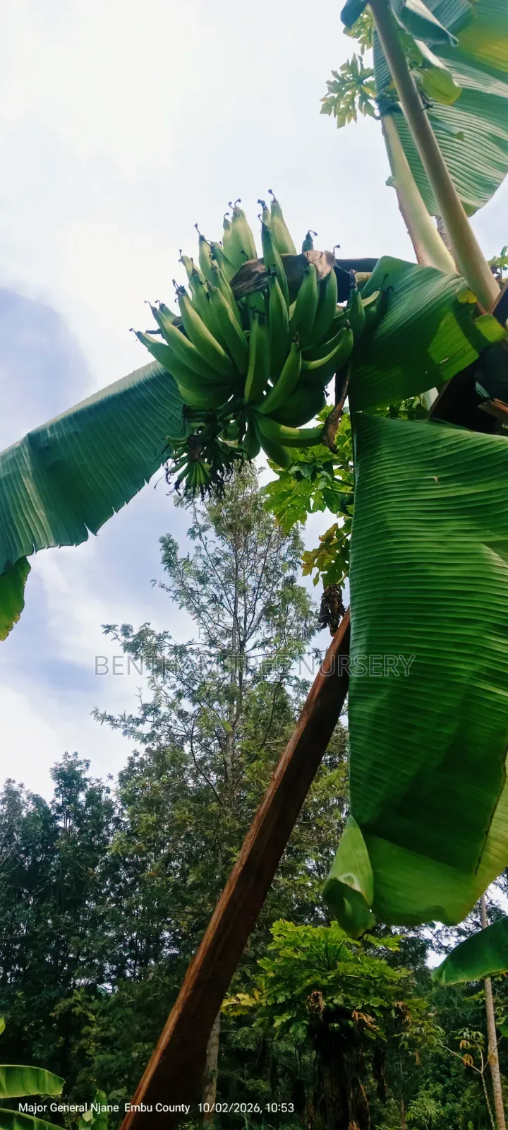 Plantain Bananas Suckers