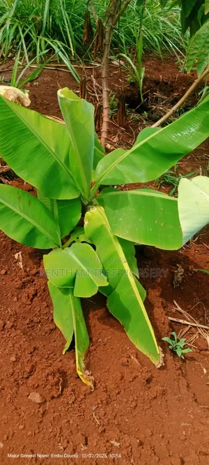 Plantain Bananas Suckers
