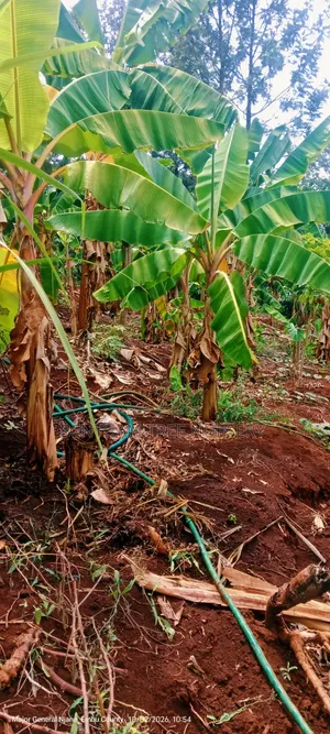 Plantain Bananas Suckers
