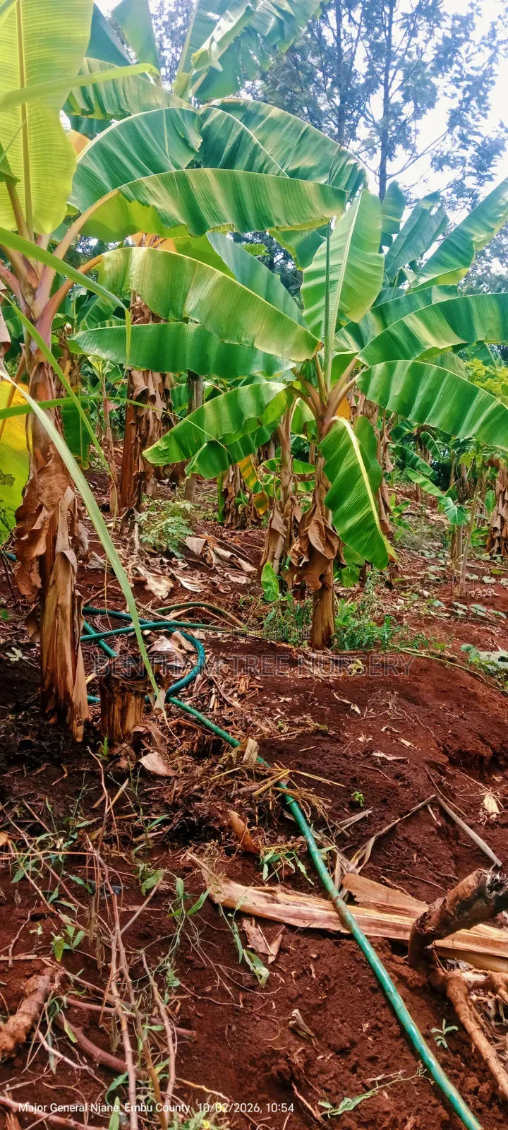 Plantain Bananas Suckers