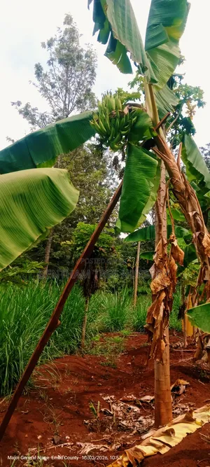 Plantain Bananas Suckers