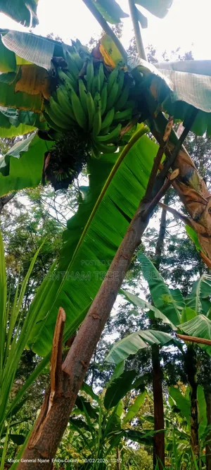 Plantain Bananas Suckers